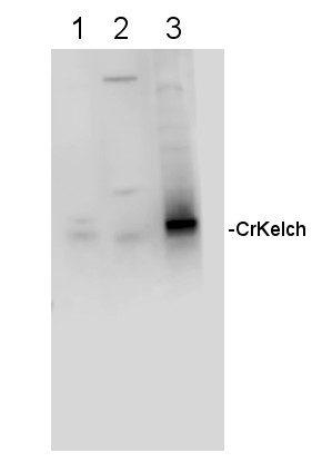 Western blot using anti-Kelch antibodies